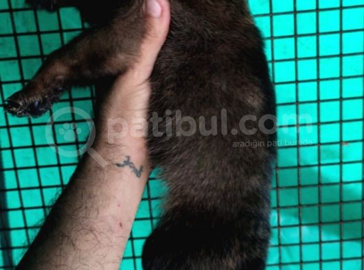 Belçika Malinois görsel