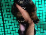 Belçika Malinois