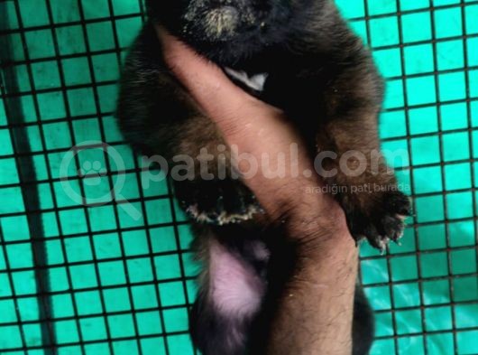 Belçika Malinois görsel