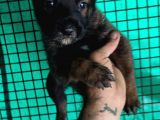 Belçika Malinois