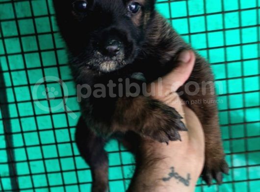 Belçika Malinois görsel