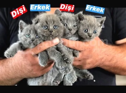 Mükemmel Güzellikte Yavrular
