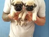 Pug Yavruları