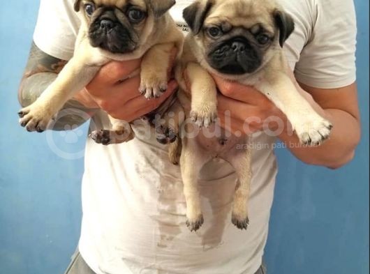 Pug Yavruları görsel