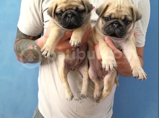 Pug Yavruları görsel