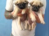 Pug Yavruları