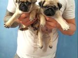 Pug Yavruları