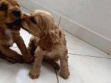 Cocker Yavruları
