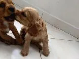 Cocker Yavruları