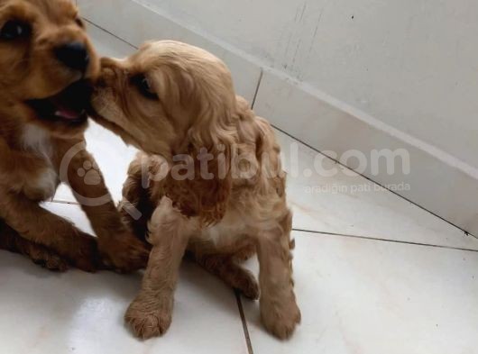 Cocker Yavruları görsel