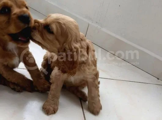 Cocker Yavruları