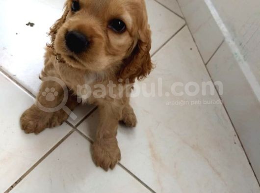 Cocker Yavruları görsel