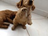 Cocker Yavruları