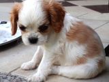 Orijinal Cavalier King Charles