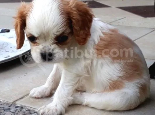 Orijinal Cavalier King Charles