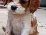 Orijinal Cavalier King Charles