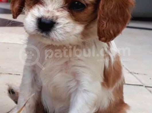 Orijinal Cavalier King Charles görsel