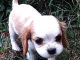 Orijinal Cavalier King Charles