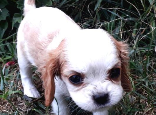 Orijinal Cavalier King Charles görsel