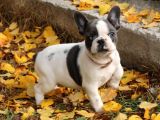 Orijinal French Bulldog