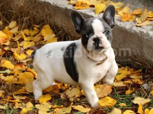 Orijinal French Bulldog