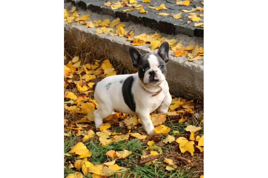 Orijinal French Bulldog