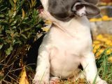 Orijinal French Bulldog