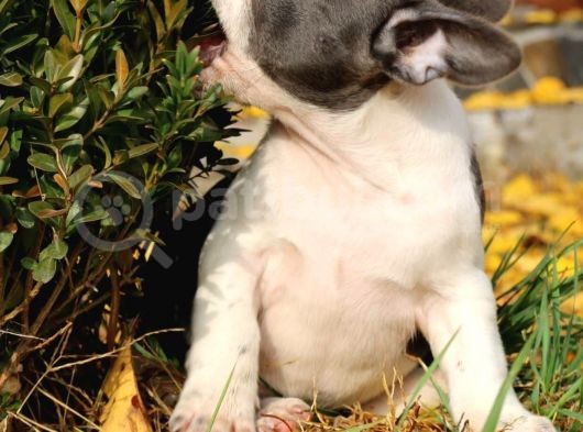 Orijinal French Bulldog görsel