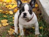 Orijinal French Bulldog