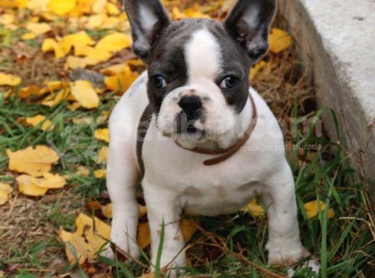 Orijinal French Bulldog görsel