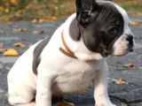 Orijinal French Bulldog