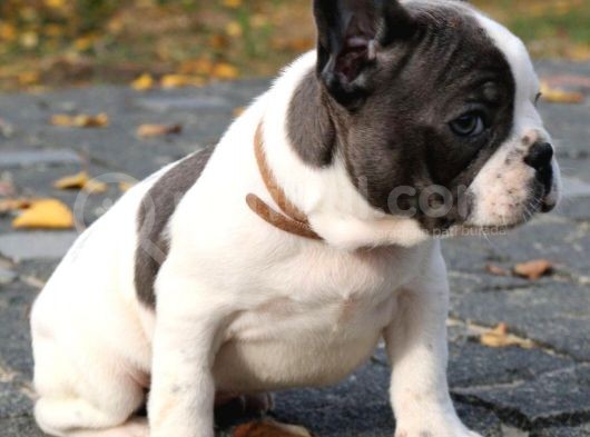 Orijinal French Bulldog görsel