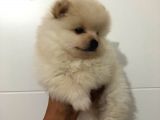 Orjinal Pomeranian