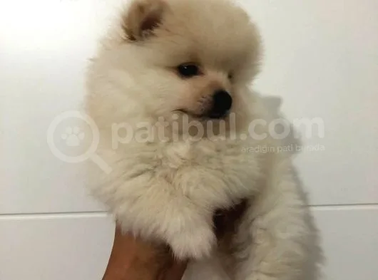 Orjinal Pomeranian