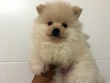 Orjinal Pomeranian