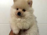 Orjinal Pomeranian
