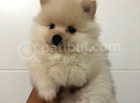Orjinal Pomeranian görsel