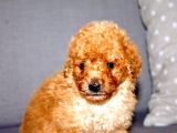Orjinal Toy Poodle