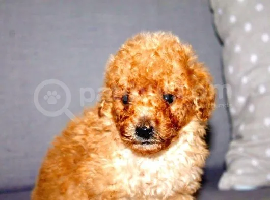 Orjinal Toy Poodle