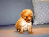Orjinal Toy Poodle