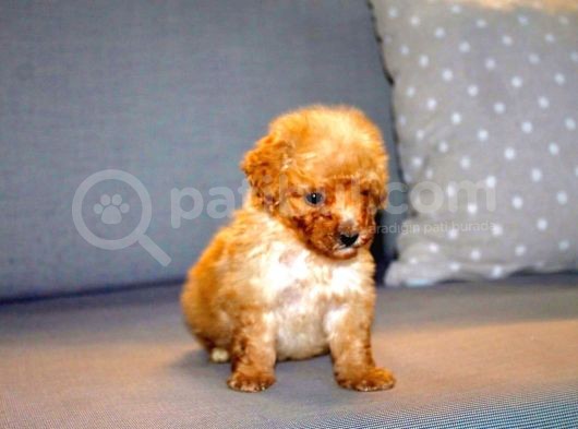 Orjinal Toy Poodle görsel