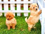 Orjinal Toy Poodle