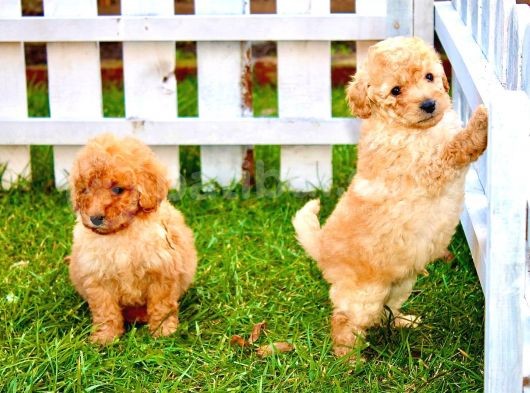 Orjinal Toy Poodle görsel