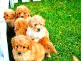 Orjinal Toy Poodle