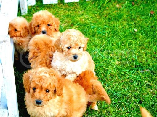 Orjinal Toy Poodle görsel