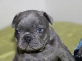 Orijinal Blue French