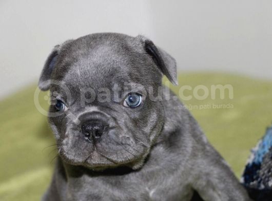 Orijinal Blue French görsel