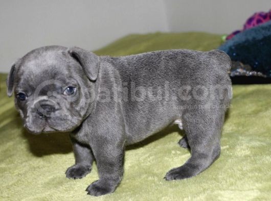 Orijinal Blue French görsel
