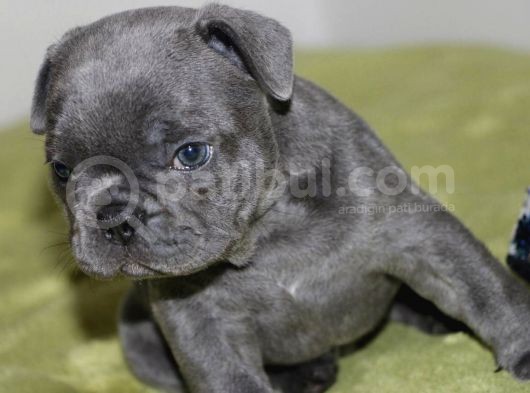 Orijinal Blue French görsel