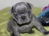 Orijinal Blue French